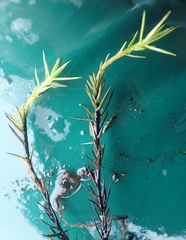 Polytrichum jensenii