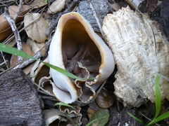 Otidea alutacea