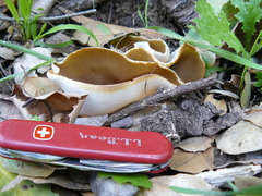 Otidea alutacea