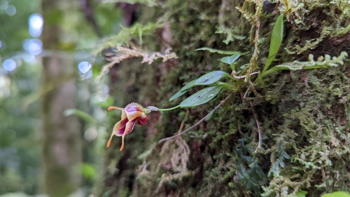 Masdevallia molossoides image