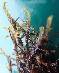 Warnstorfia fluitans