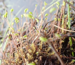 Warnstorfia fluitans