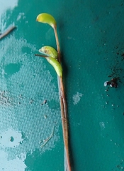 Warnstorfia fluitans