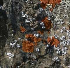 Rhizoplaca glaucophana