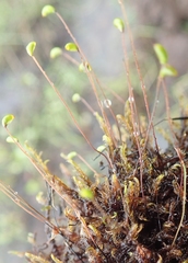 Warnstorfia fluitans