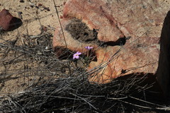 Oxalis hirta tubiflora