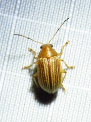 Colaspis hypochlora