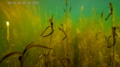 Potamogeton cheesemanii