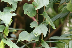 Trichosanthes subvelutina
