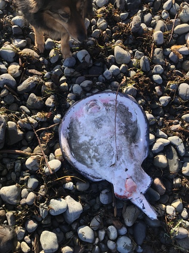Electric ray (Tetronarce californica) — Torpedinidae — 4