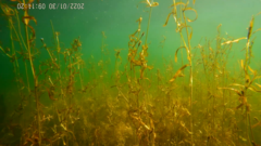 Potamogeton cheesemanii