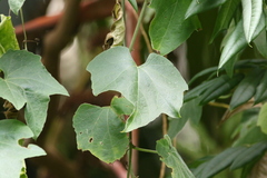 Trichosanthes subvelutina
