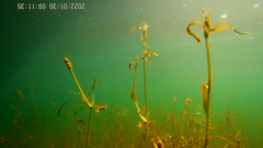 Potamogeton cheesemanii