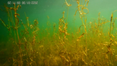 Potamogeton cheesemanii