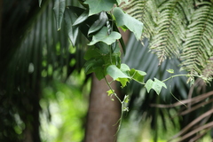 Trichosanthes subvelutina