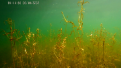 Potamogeton cheesemanii