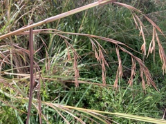 Themeda villosa