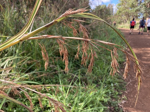 Themeda villosa