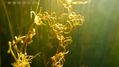 Potamogeton cheesemanii