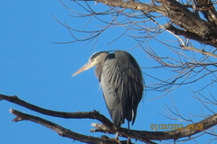 Ardea herodias