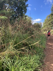 Themeda villosa