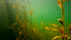 Potamogeton cheesemanii