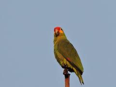Amazona autumnalis