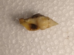 Nodopelagia brazieri