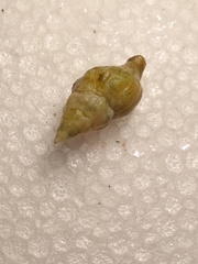 Nodopelagia brazieri