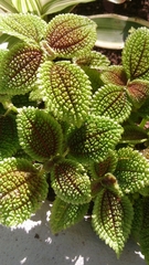 Pilea mollis