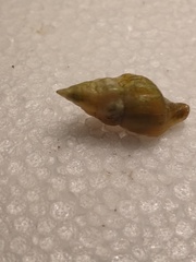 Nodopelagia brazieri