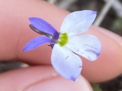 Lobelia gypsophila