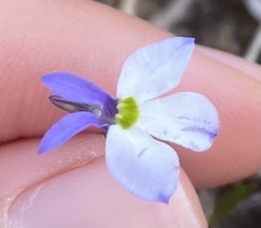 Lobelia gypsophila