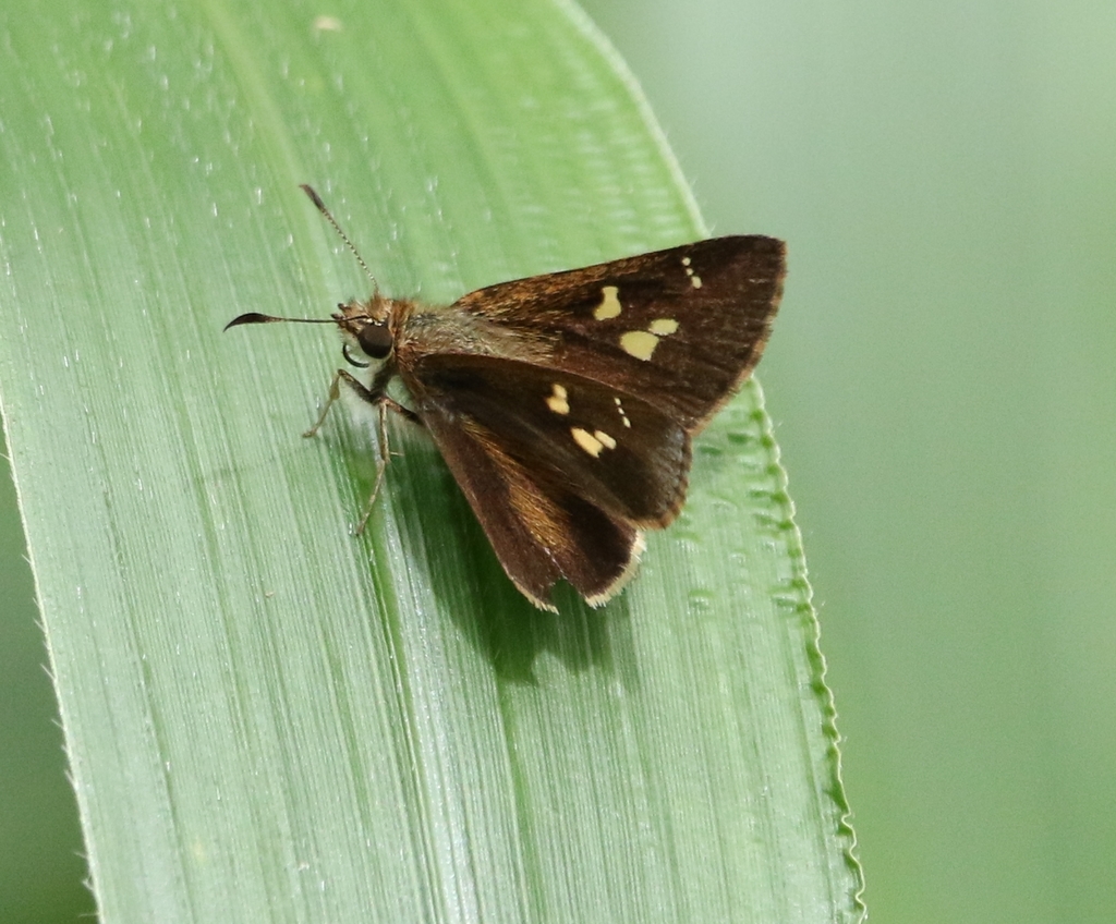 Toxidia peron