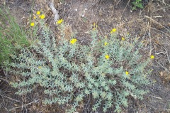 Heterotheca zionensis