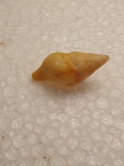 Nodopelagia brazieri