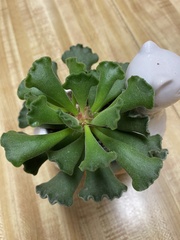 Adromischus cristatus