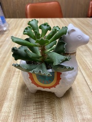 Adromischus cristatus