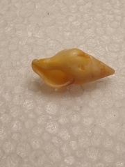 Nodopelagia brazieri