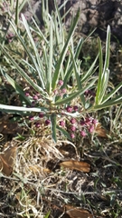 Asclepias brachystephana