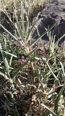 Asclepias brachystephana