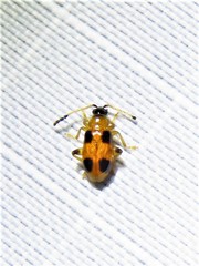 Cornulactica varicornis