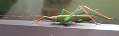Jimenezia elegans