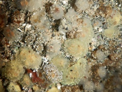 Distaplia