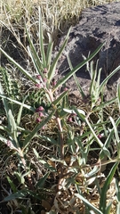 Asclepias brachystephana