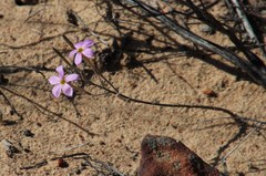 Oxalis hirta tubiflora