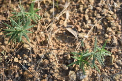 Vincetoxicum sibiricum