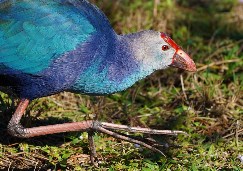 grey-headed swamphen