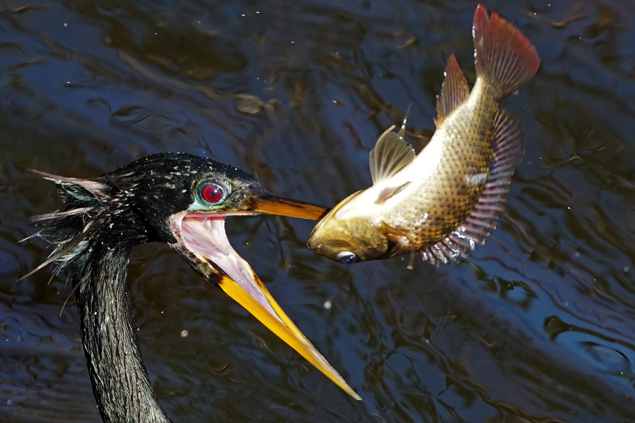 Anhinga (Anhinga anhinga)