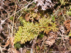 Cryptogramma brunoniana
